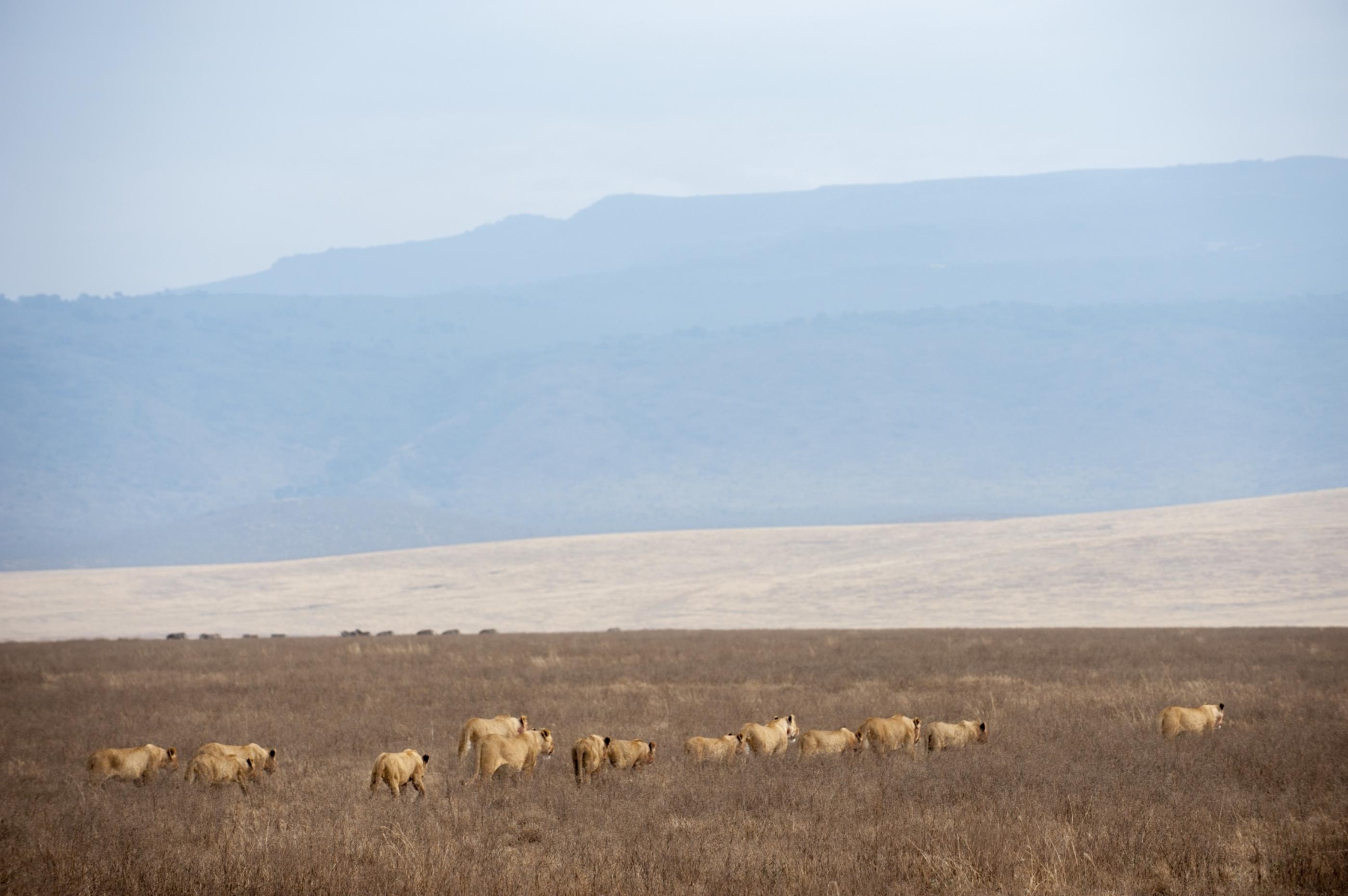 Lions in Ngorongoro Crater